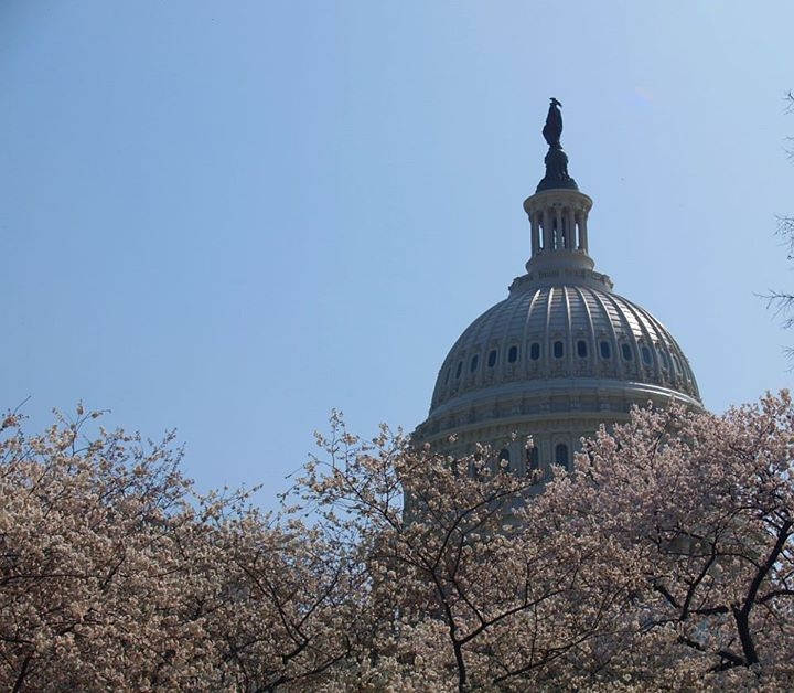 Waszyngton – Kapitol wśród kwitnących wiśni